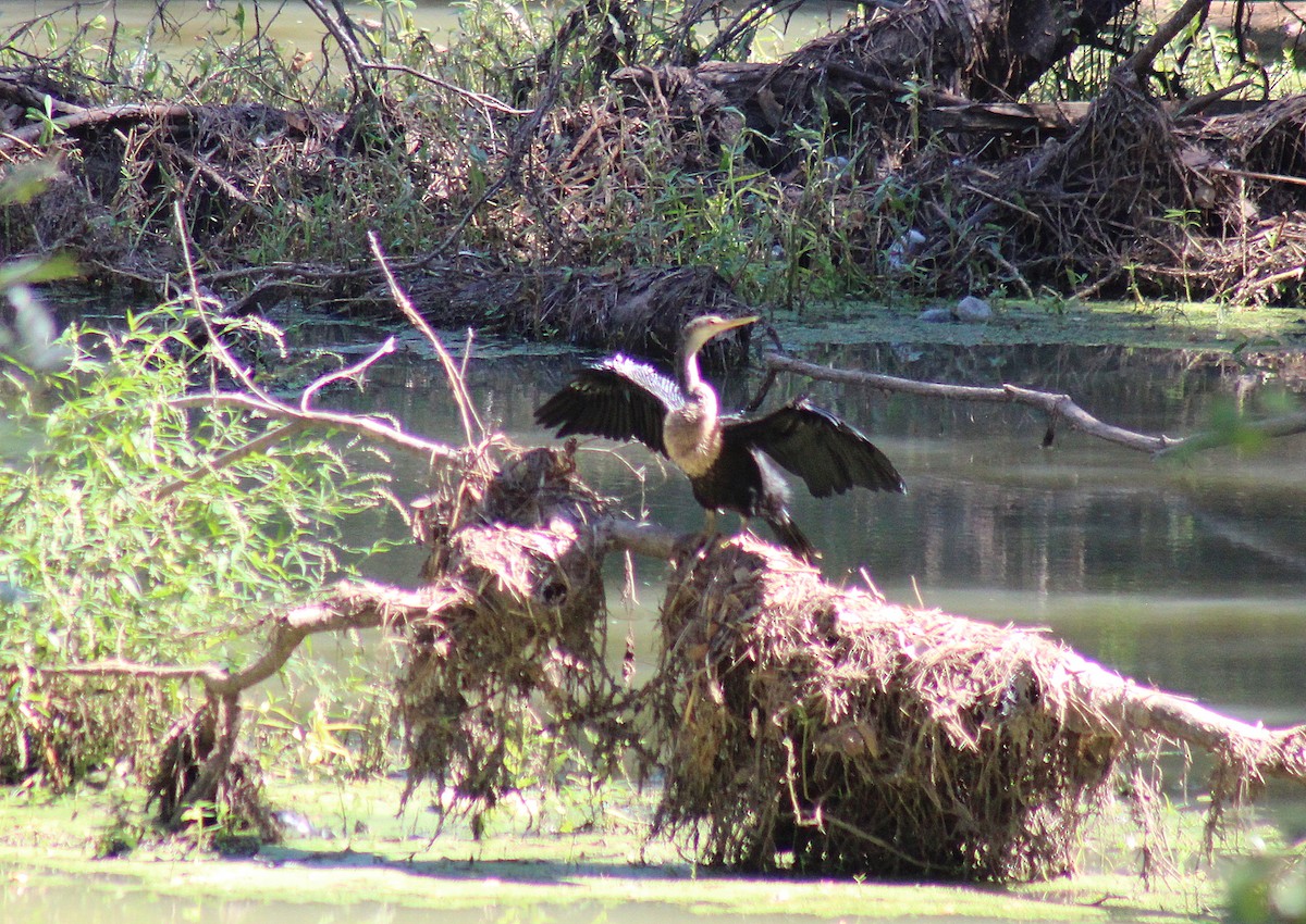 Anhinga - ML624234163