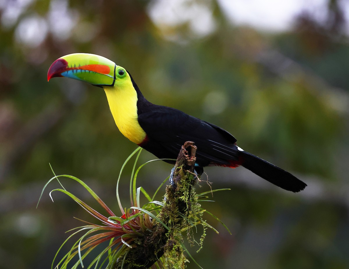 Keel-billed Toucan - ML624234167