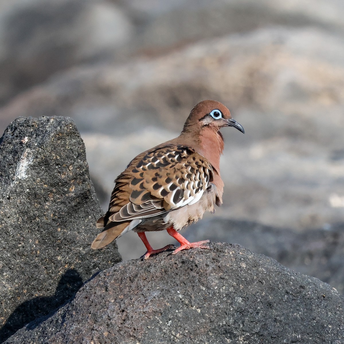 Galapagos Kumrusu - ML624234271