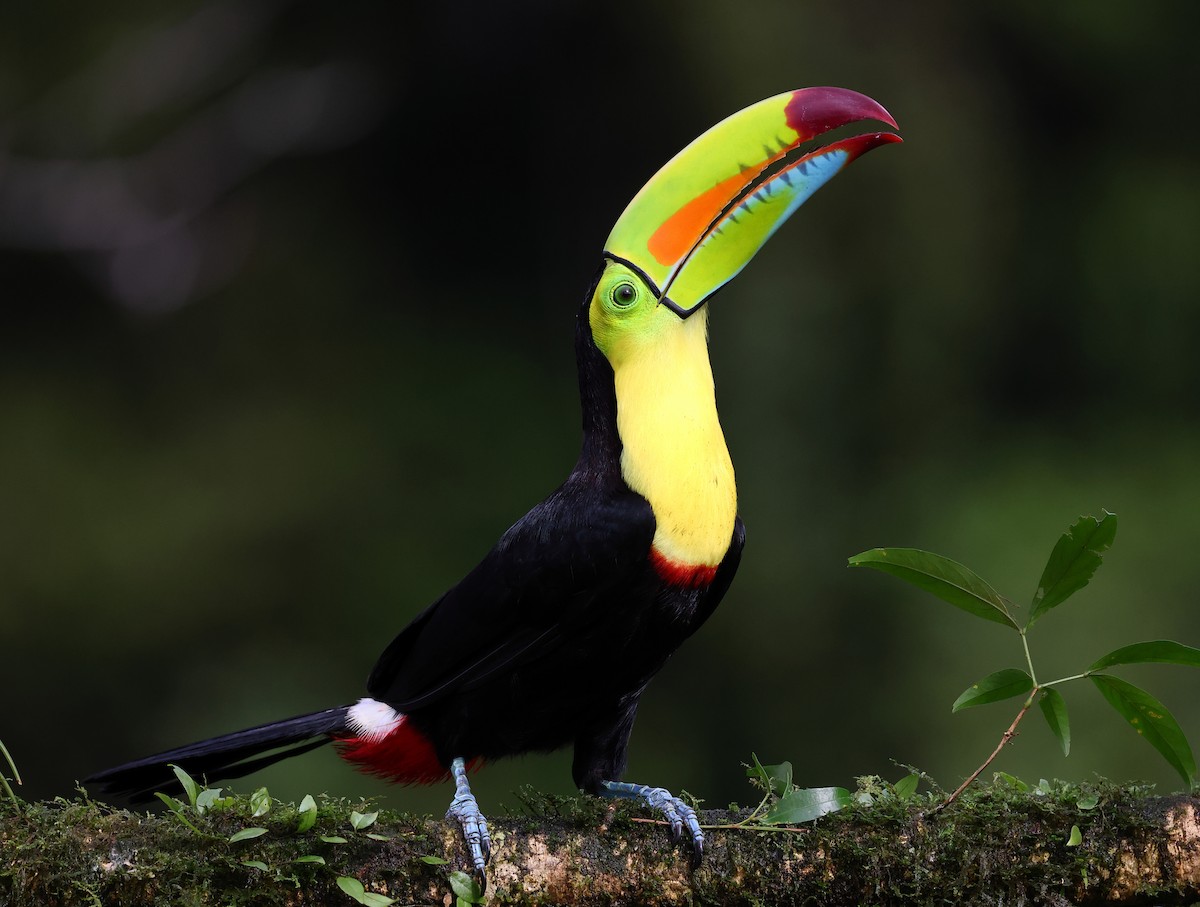 Keel-billed Toucan - ML624234275