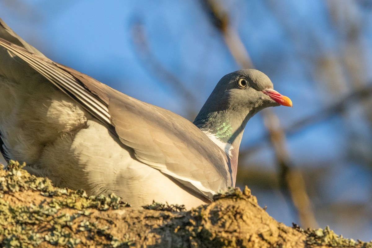 Common Wood-Pigeon - ML624234301