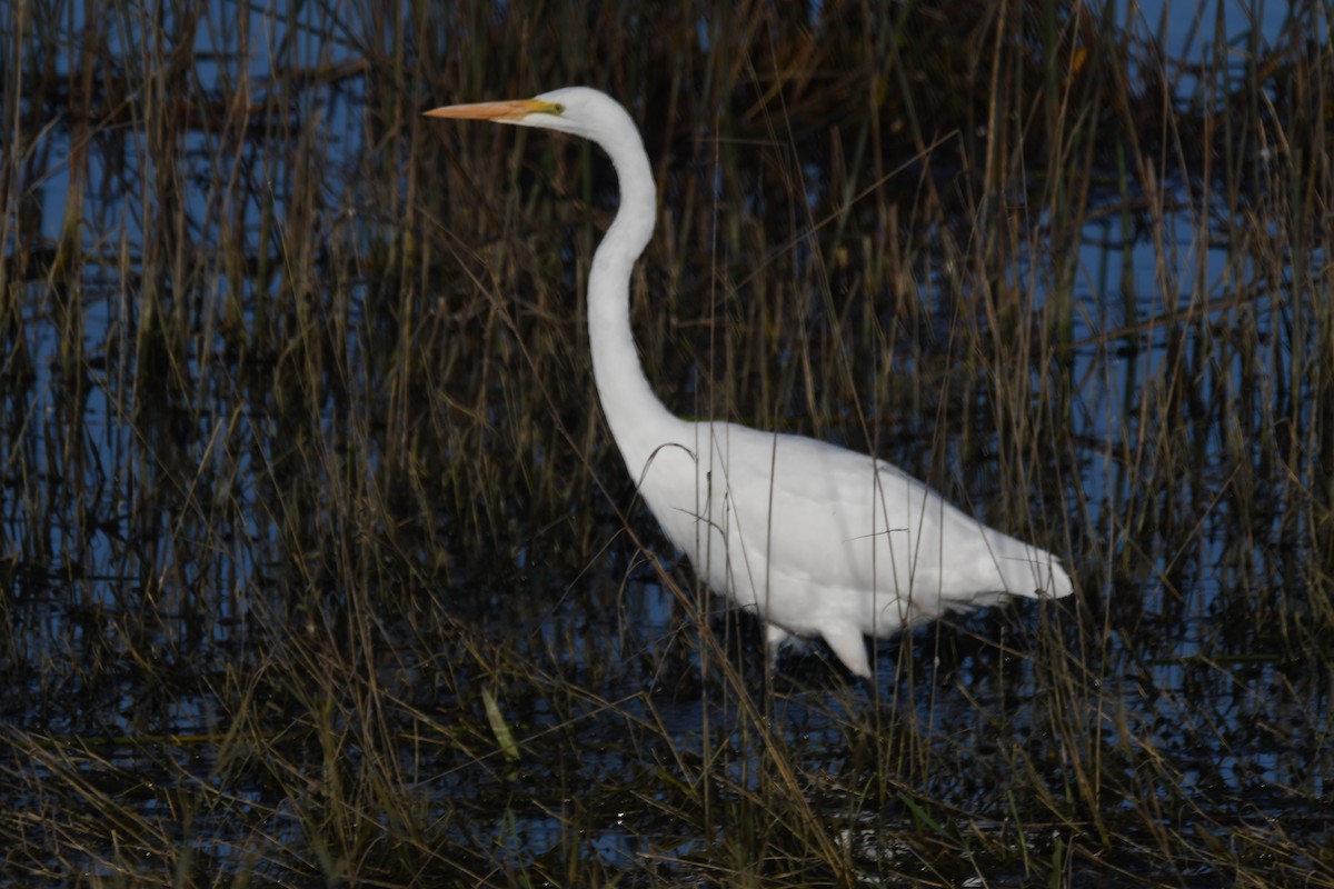 Great Egret - ML624234356