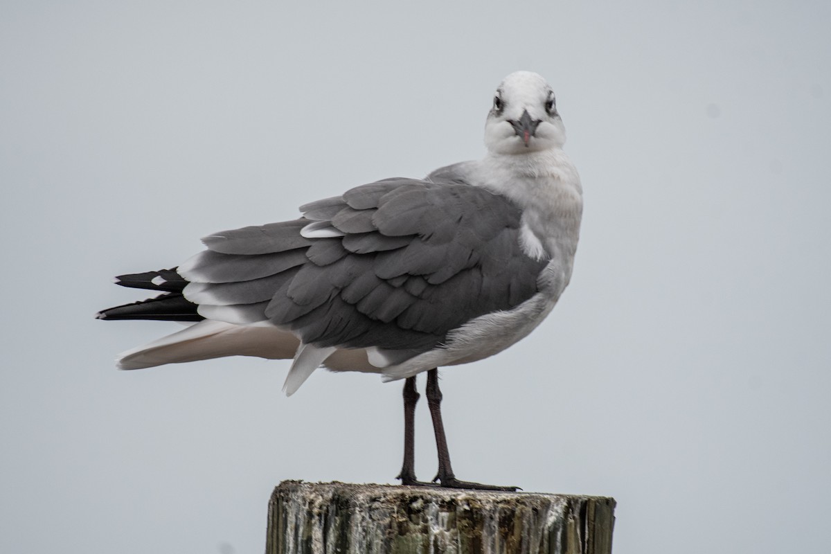 Laughing Gull - Lisa Nasta