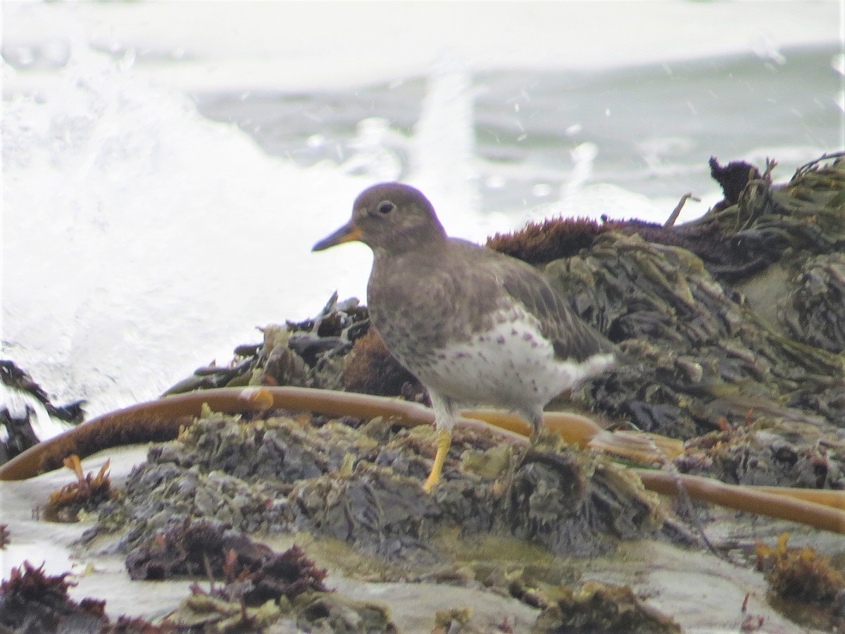 Surfbird - Maggie Smith