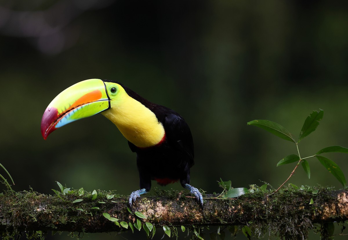 Keel-billed Toucan - ML624234424