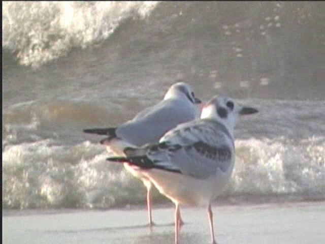 Bonaparte's Gull - ML624234440