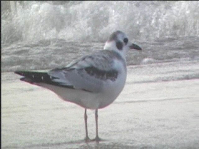 Bonaparte's Gull - ML624234441