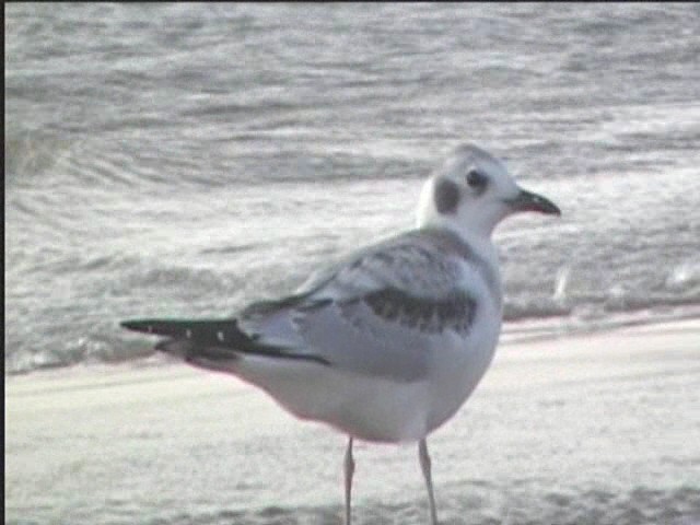 Bonaparte's Gull - ML624234442