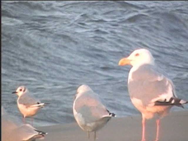 Herring Gull (American) - ML624234451