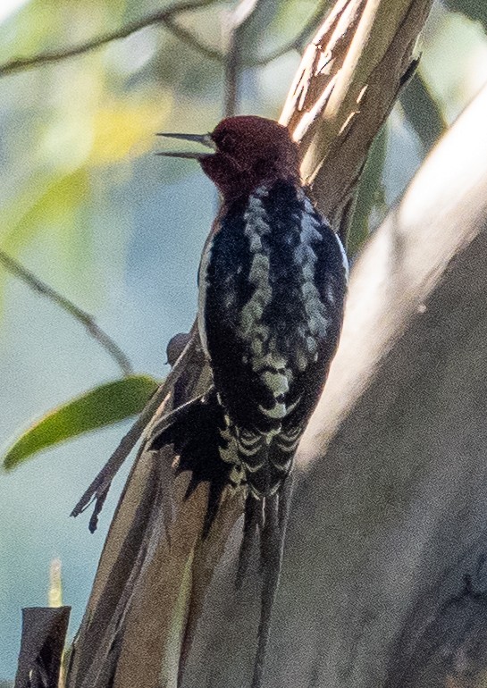 Red-breasted Sapsucker - ML624234524