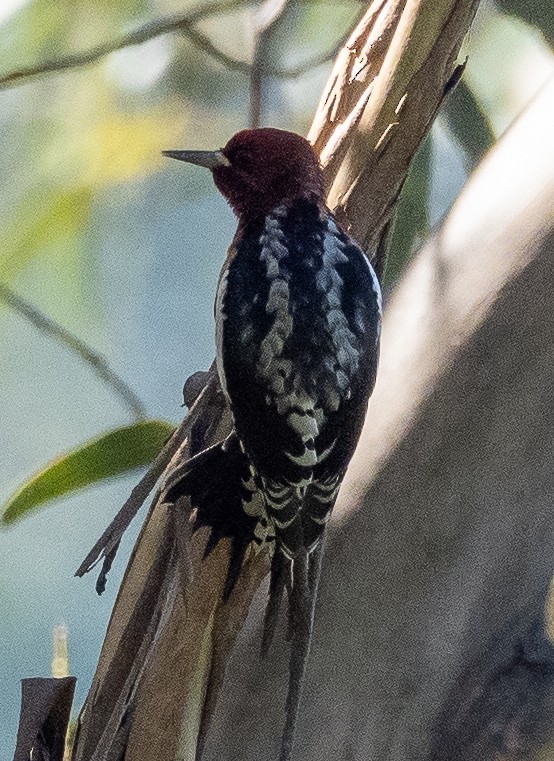 Red-breasted Sapsucker - ML624234527