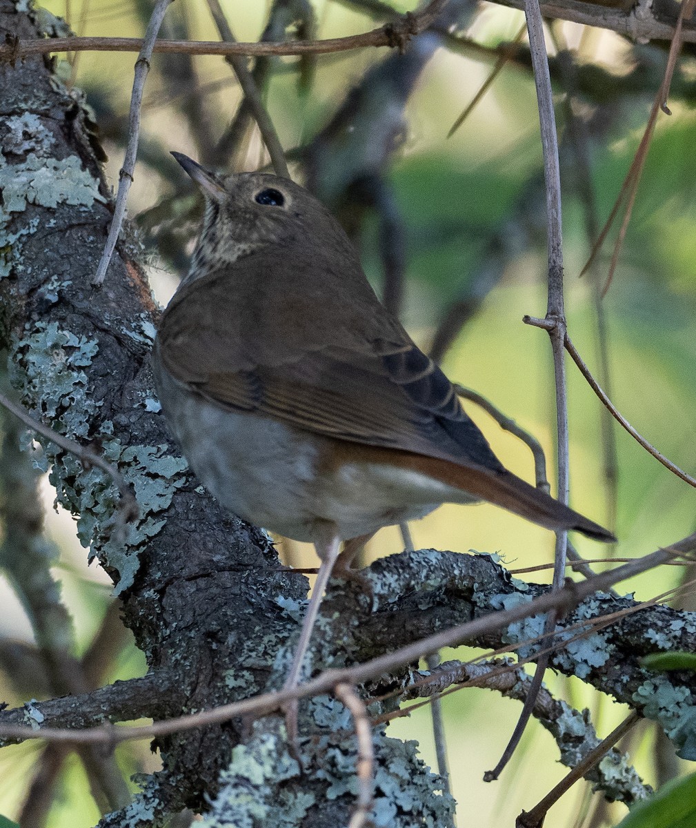 Hermit Thrush - ML624234536