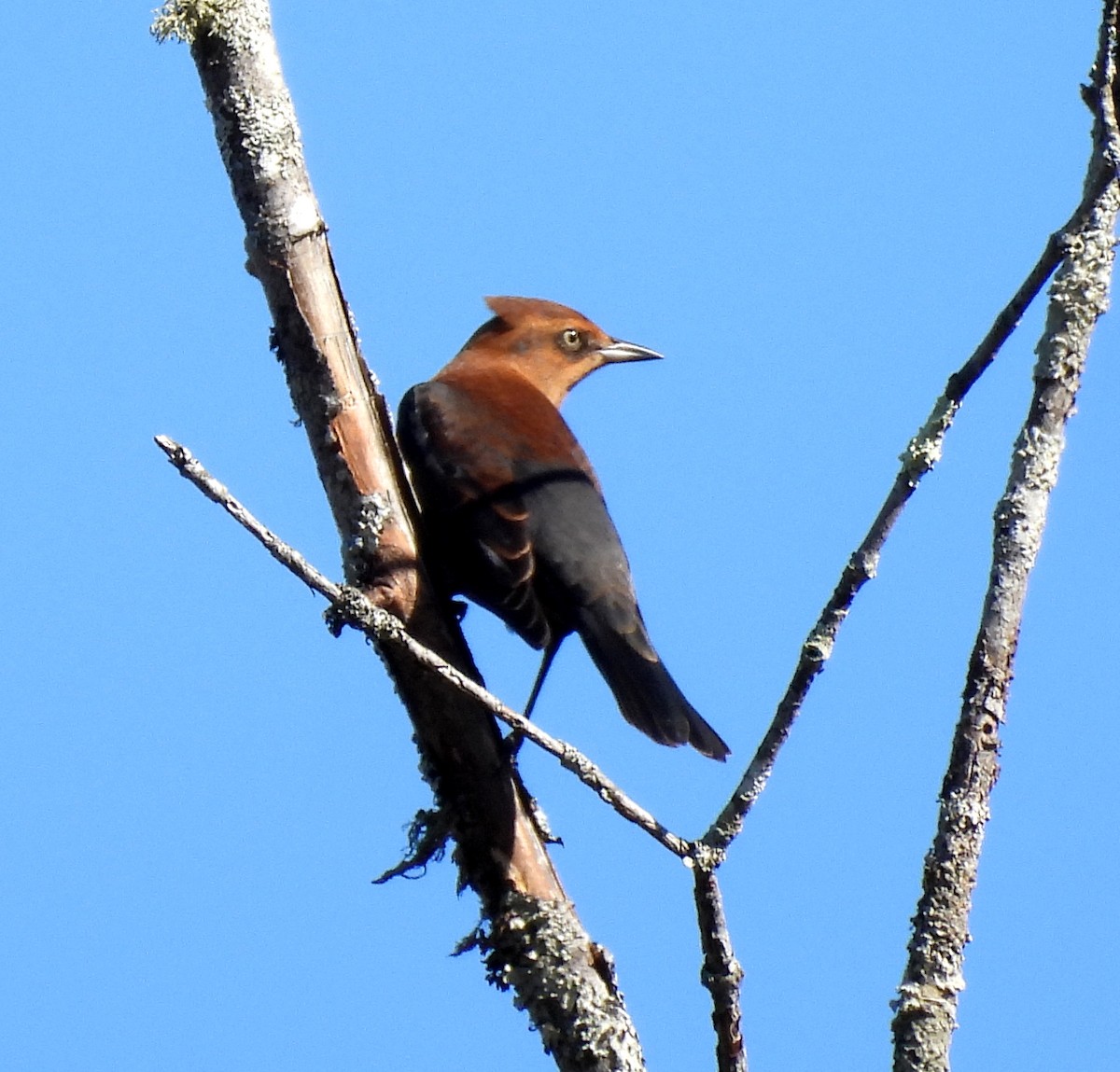 Rusty Blackbird - ML624234547