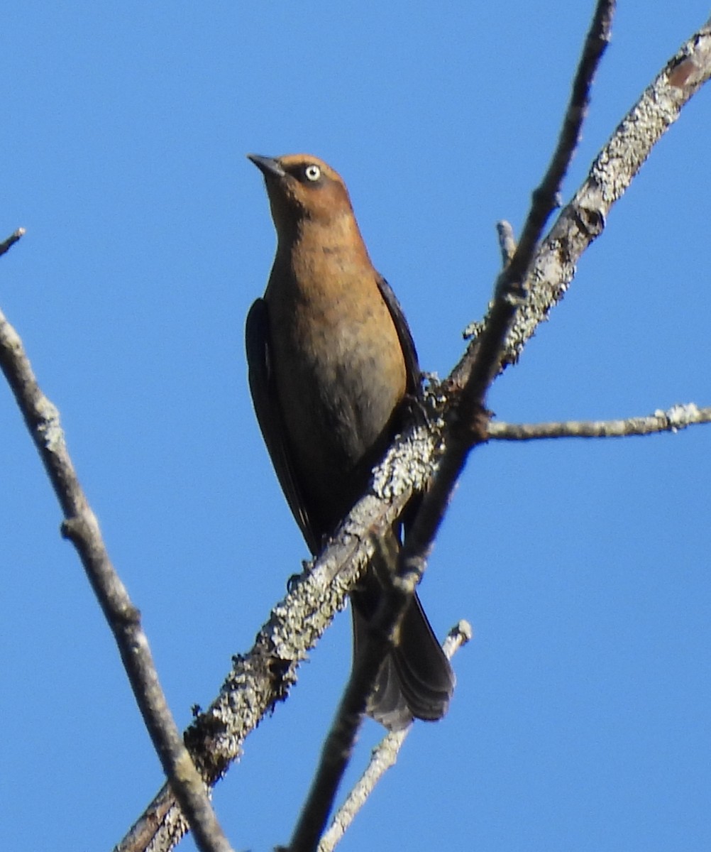 Rusty Blackbird - ML624234551