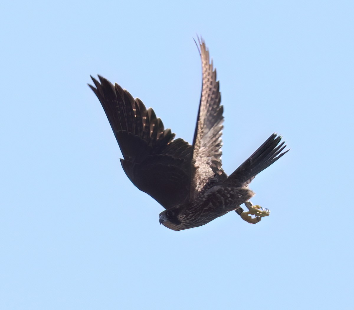 Peregrine Falcon - Charlotte Byers