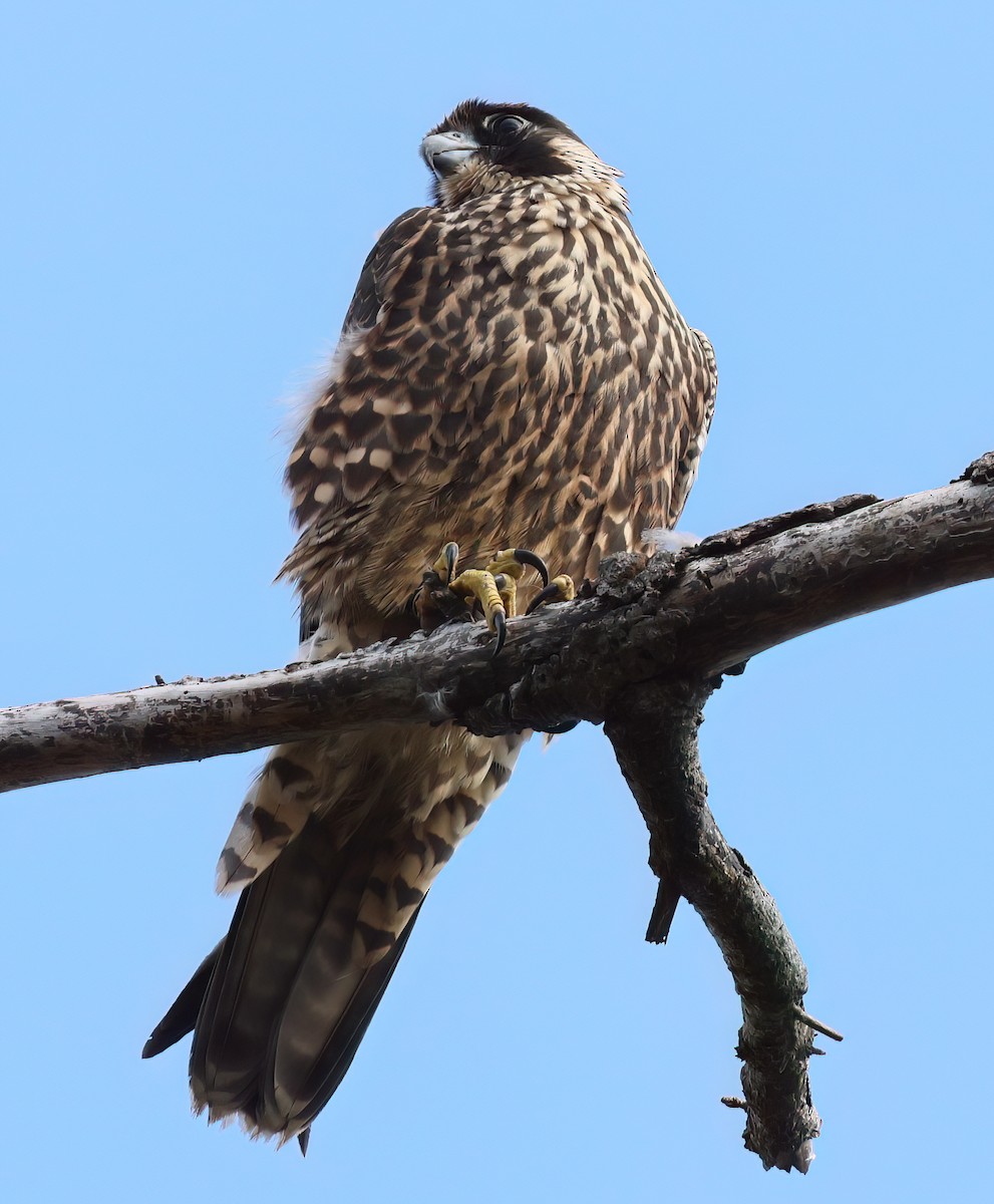 Peregrine Falcon - Charlotte Byers