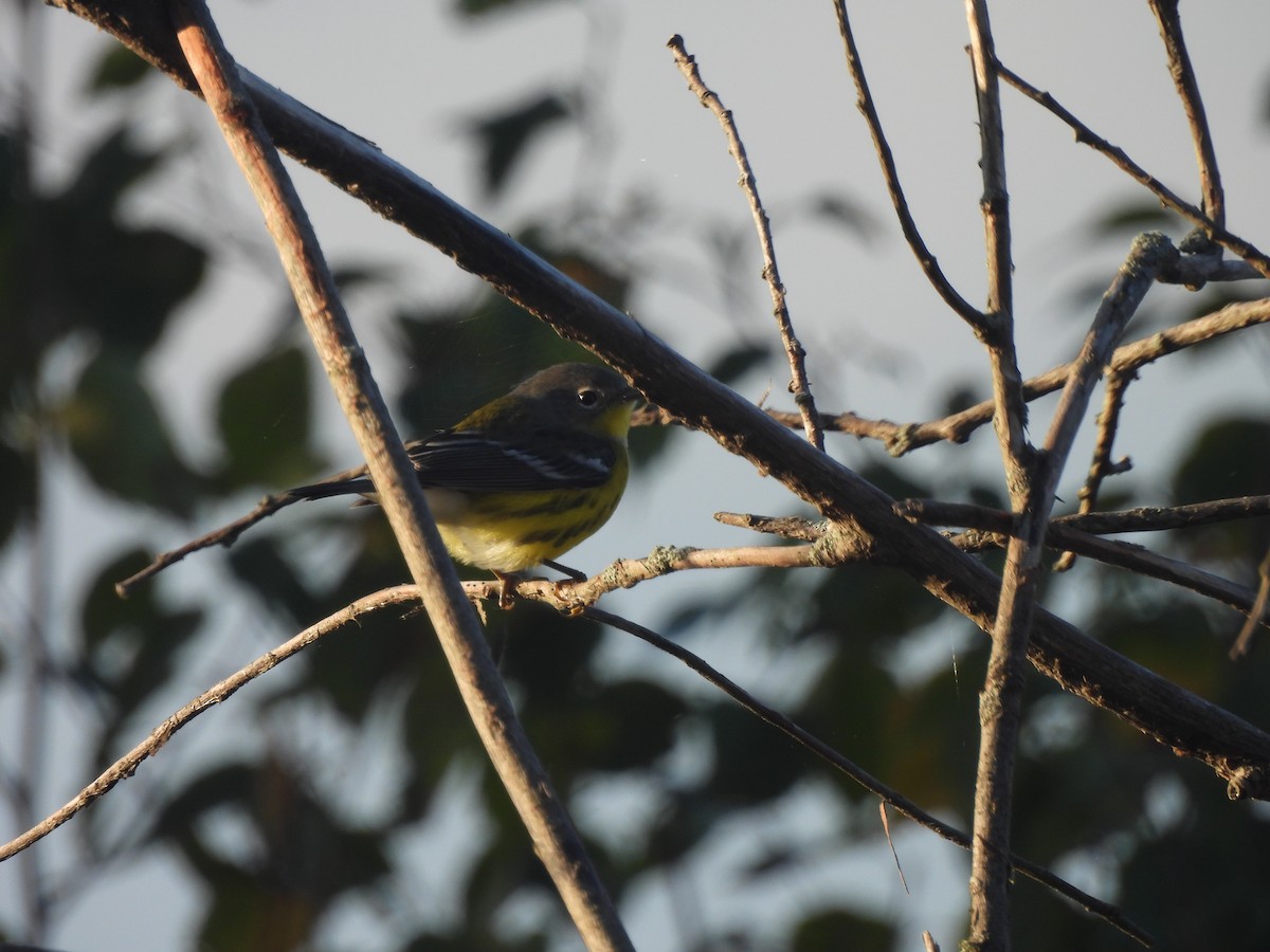 Yellow-rumped Warbler - Kevork Bardak