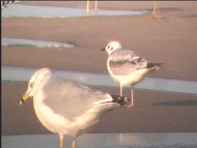 Ring-billed Gull - ML624234627