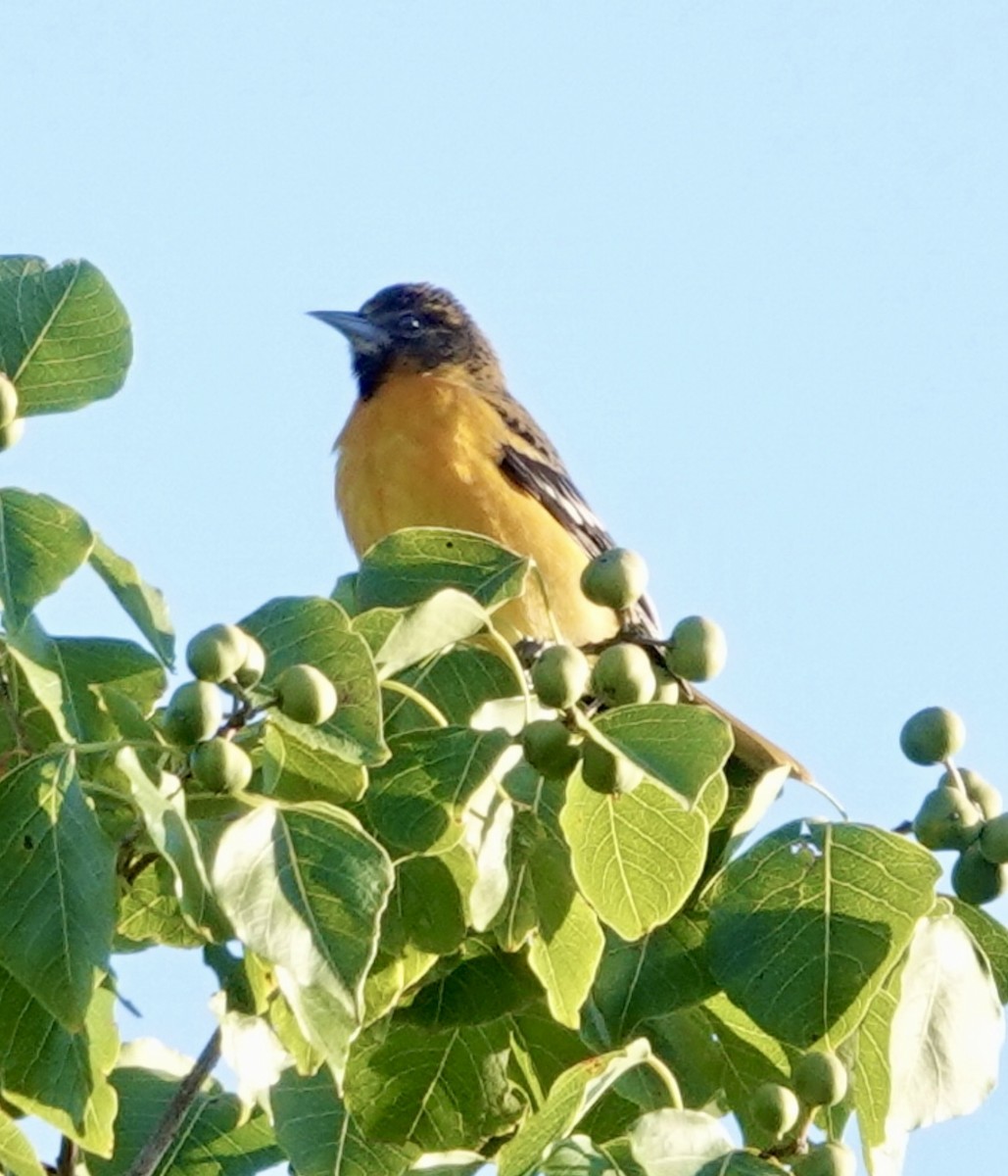 Baltimore Oriole - ML624234660