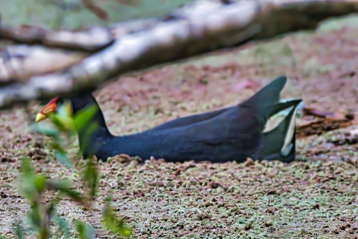 Gallinule sombre - ML624234667