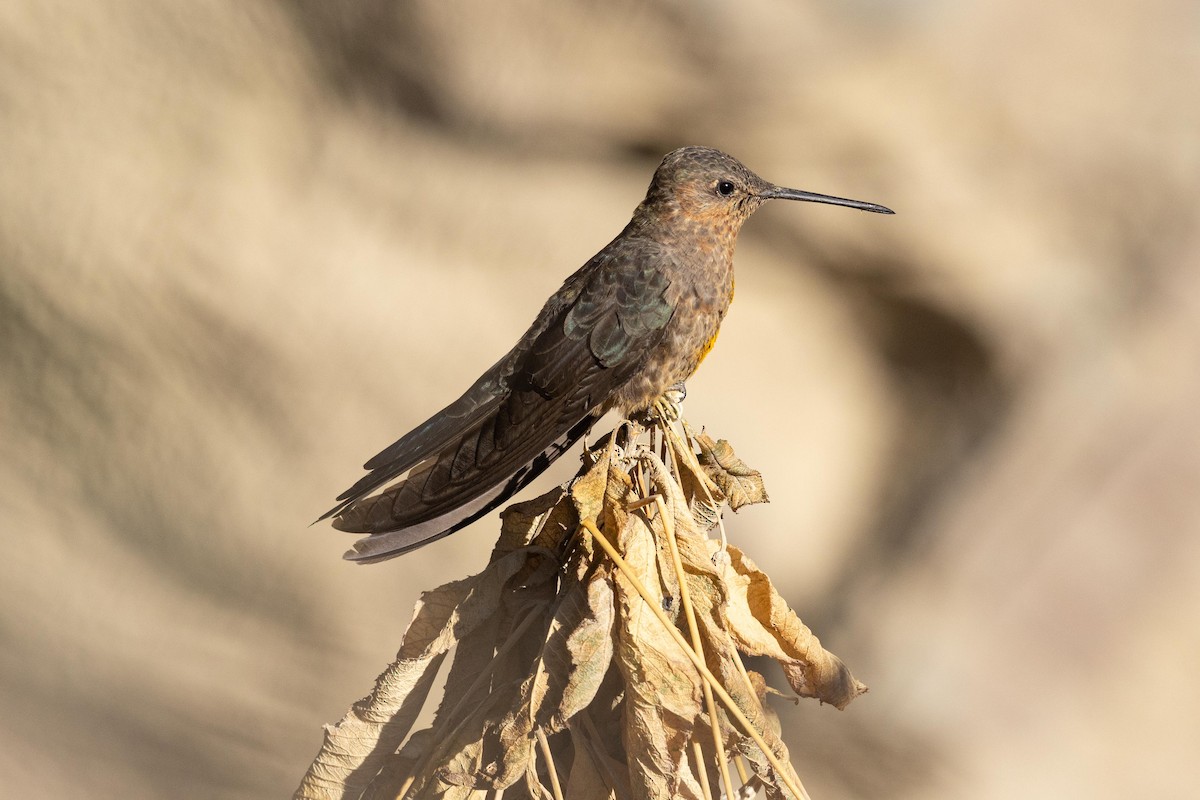 Colibri géant - ML624234702