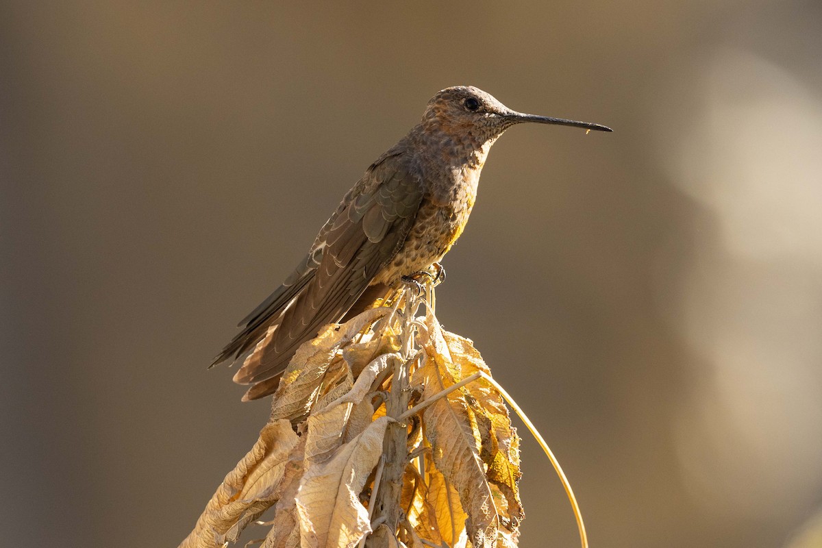 Colibri géant - ML624234703