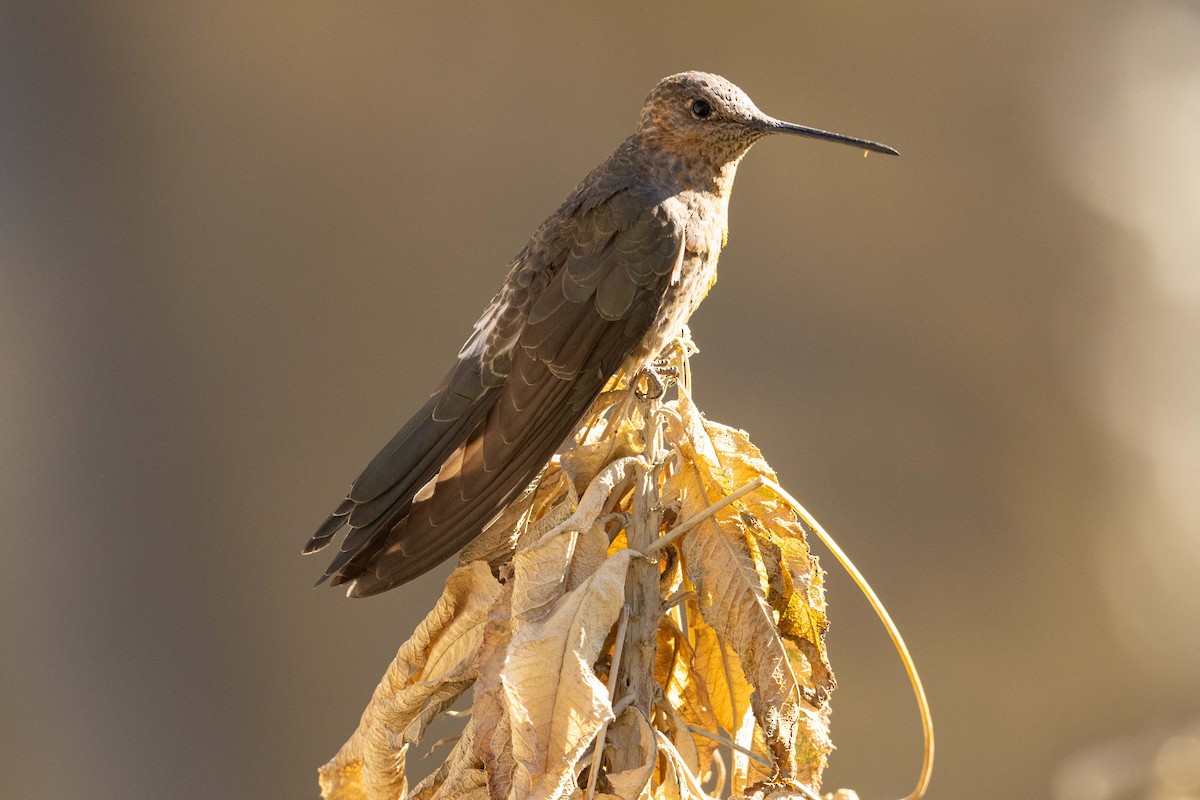 Giant Hummingbird - Eric VanderWerf