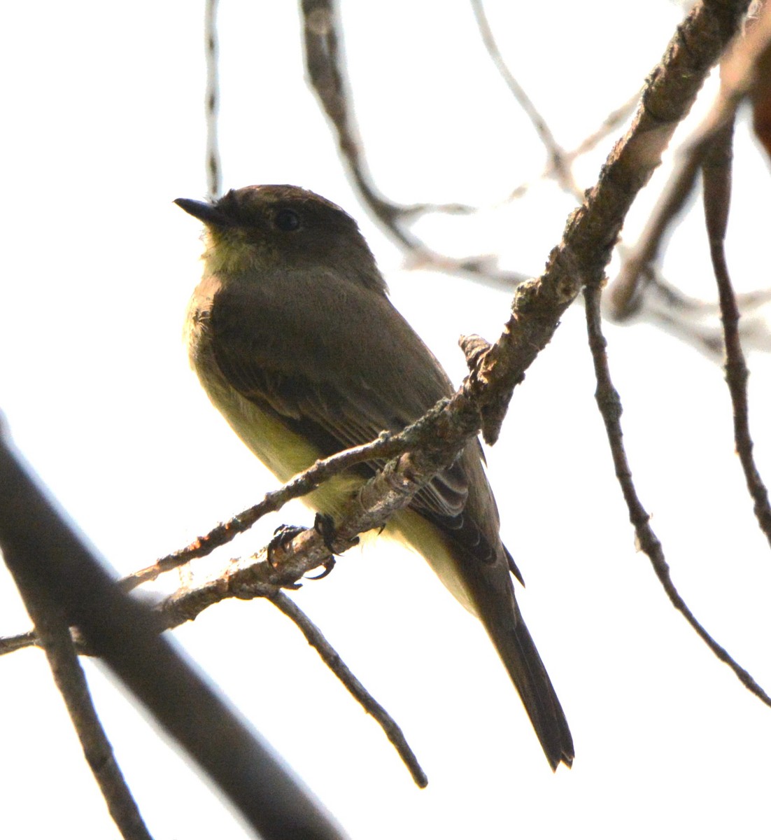 Eastern Phoebe - Wendy Skirrow