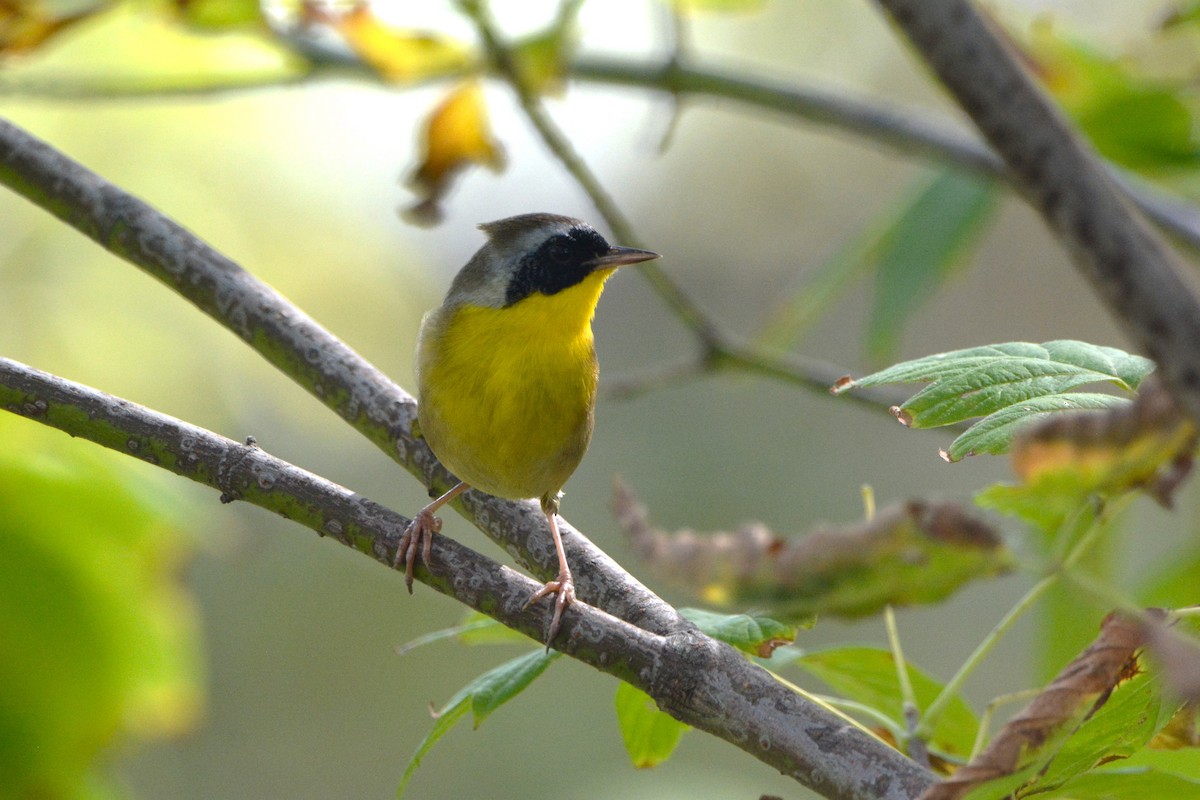 Common Yellowthroat - ML624234744