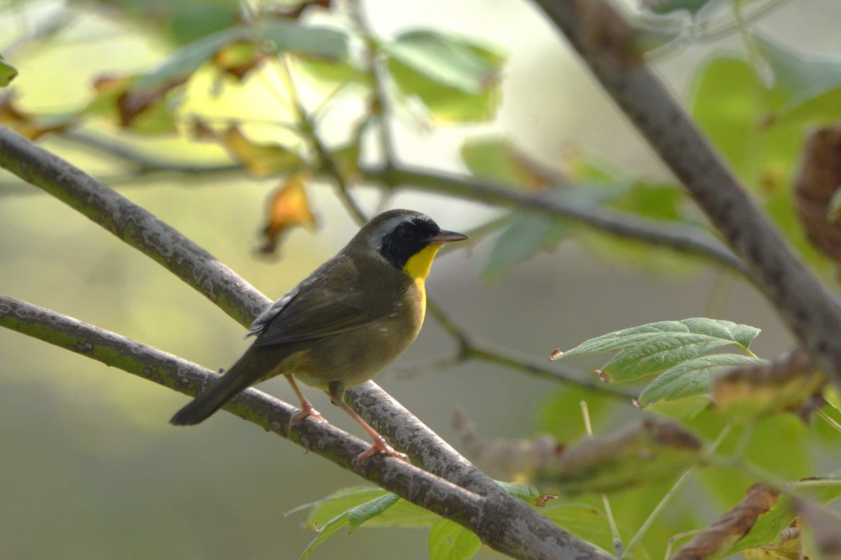 Common Yellowthroat - ML624234747