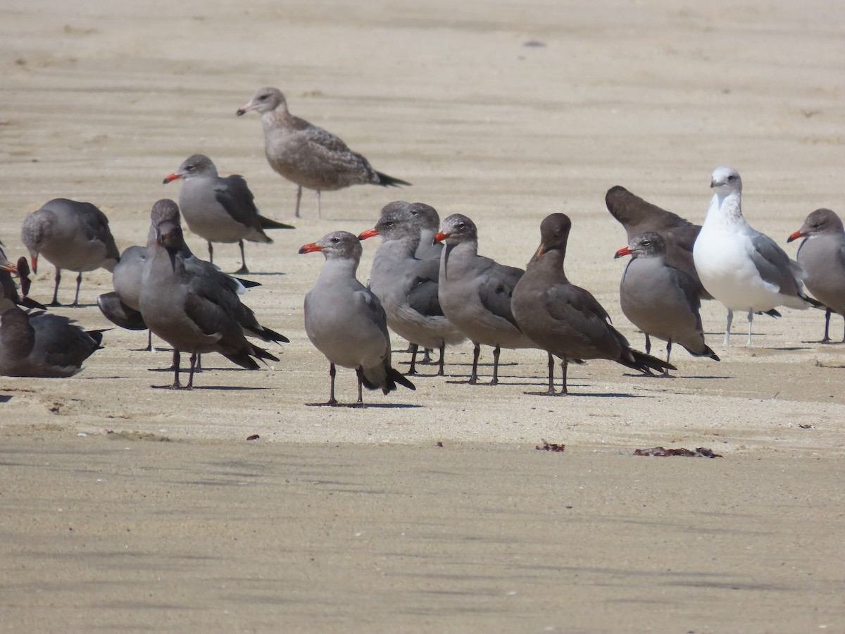 Heermann's Gull - ML624234773