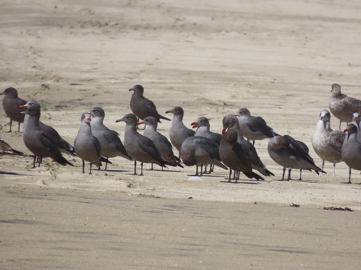 Heermann's Gull - ML624234774