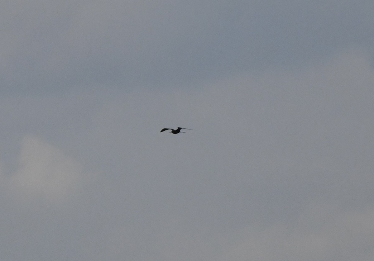 Magnificent Frigatebird - ML624234790