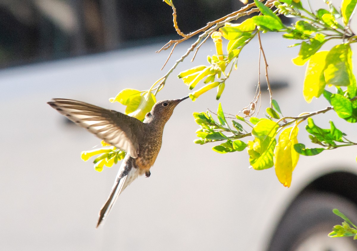 Colibri géant - ML624234804