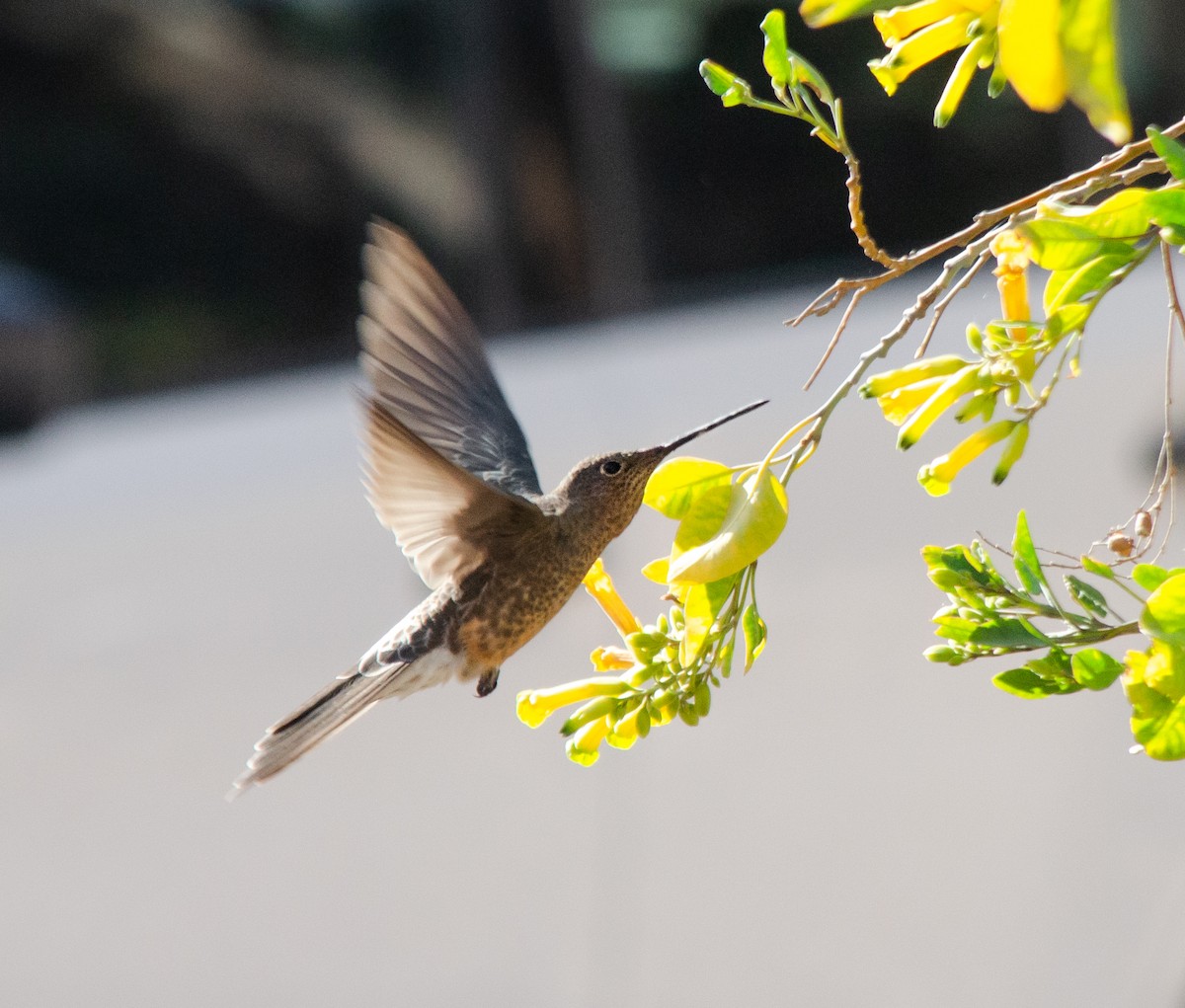 Colibri géant - ML624234808