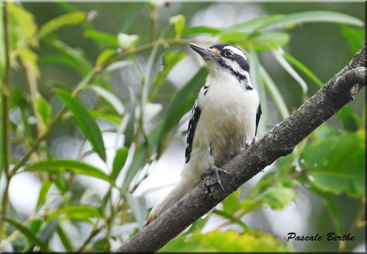 Hairy Woodpecker - ML624234822