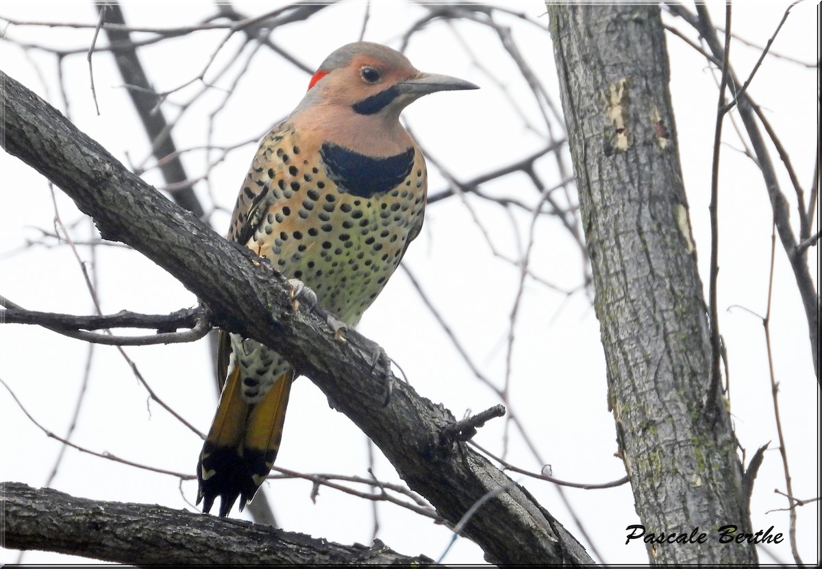 Northern Flicker - Pascale Berthe