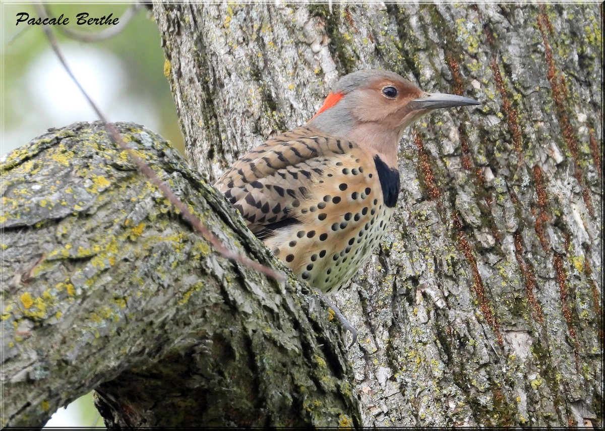 Northern Flicker - ML624234828