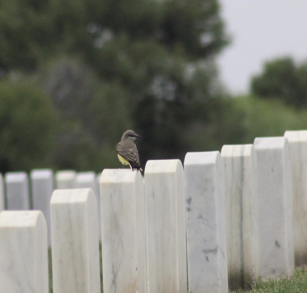 Western Kingbird - ML624234831