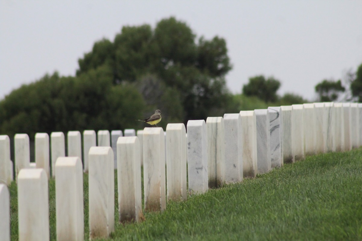 Western Kingbird - ML624234832