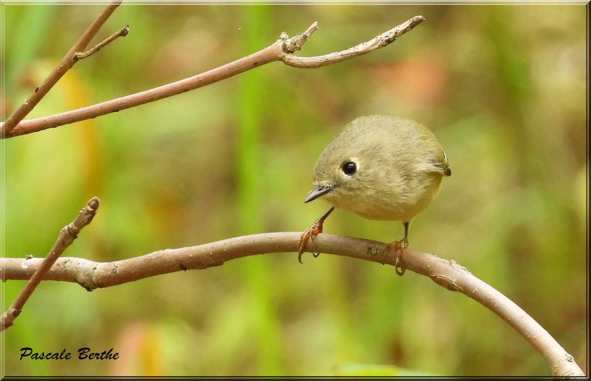 Ruby-crowned Kinglet - ML624234836