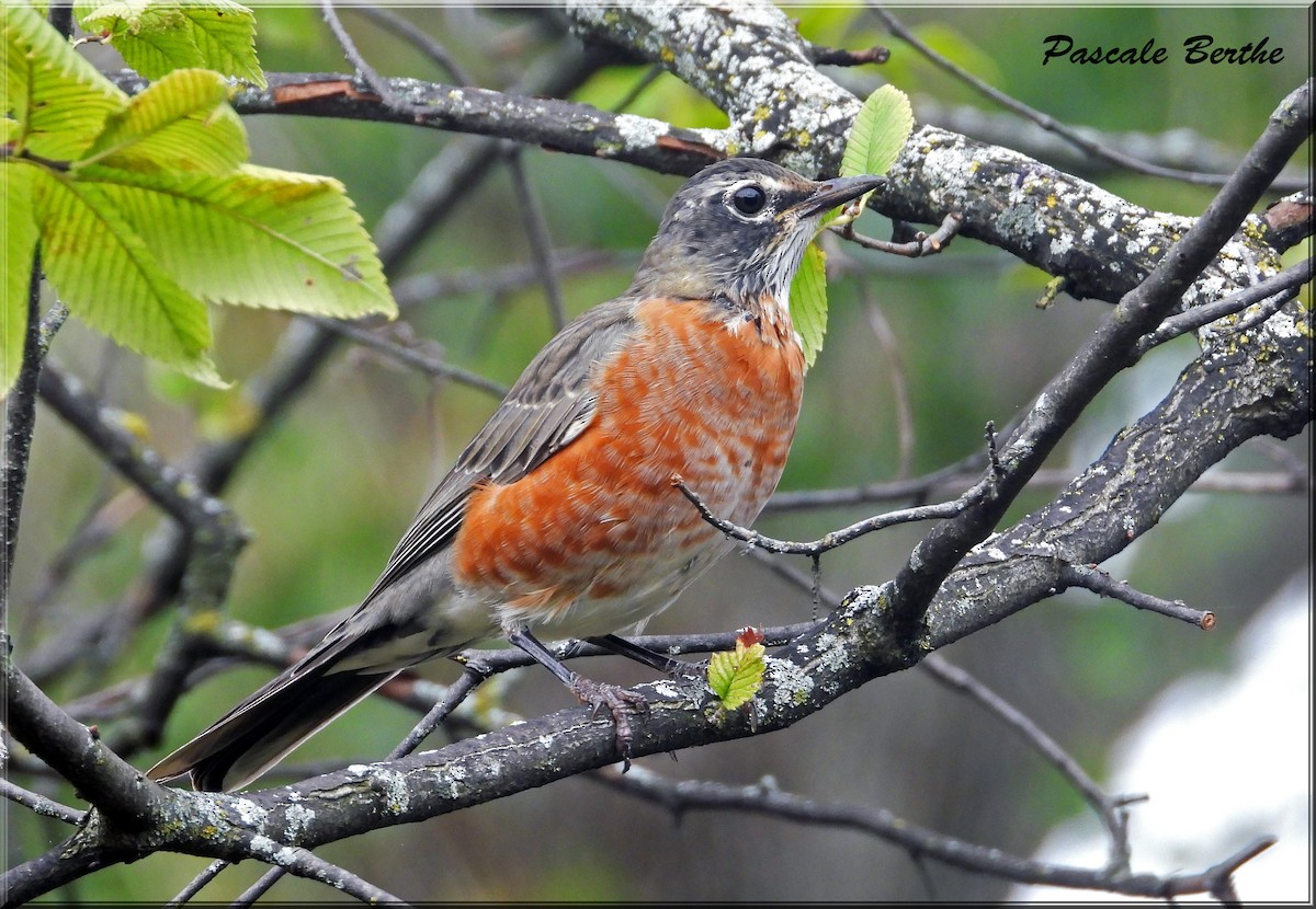 American Robin - ML624234846