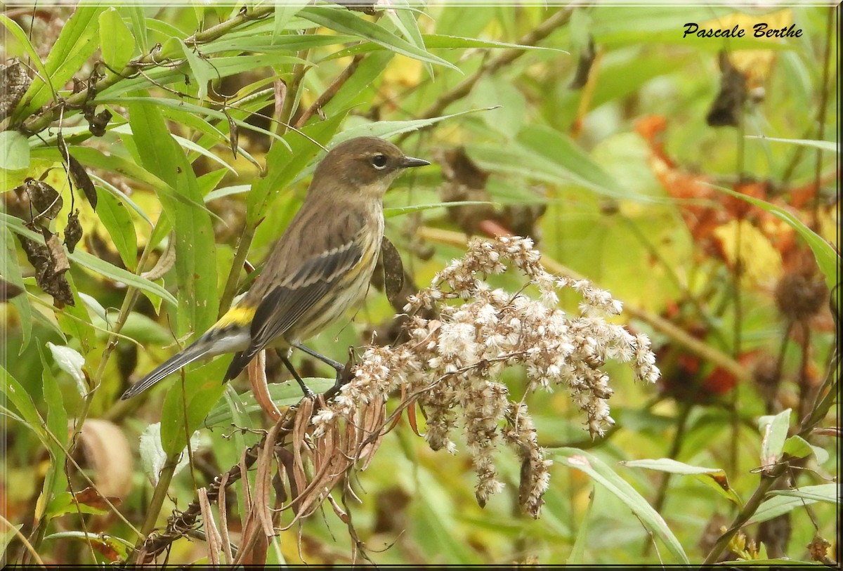 Yellow-rumped Warbler - ML624234856