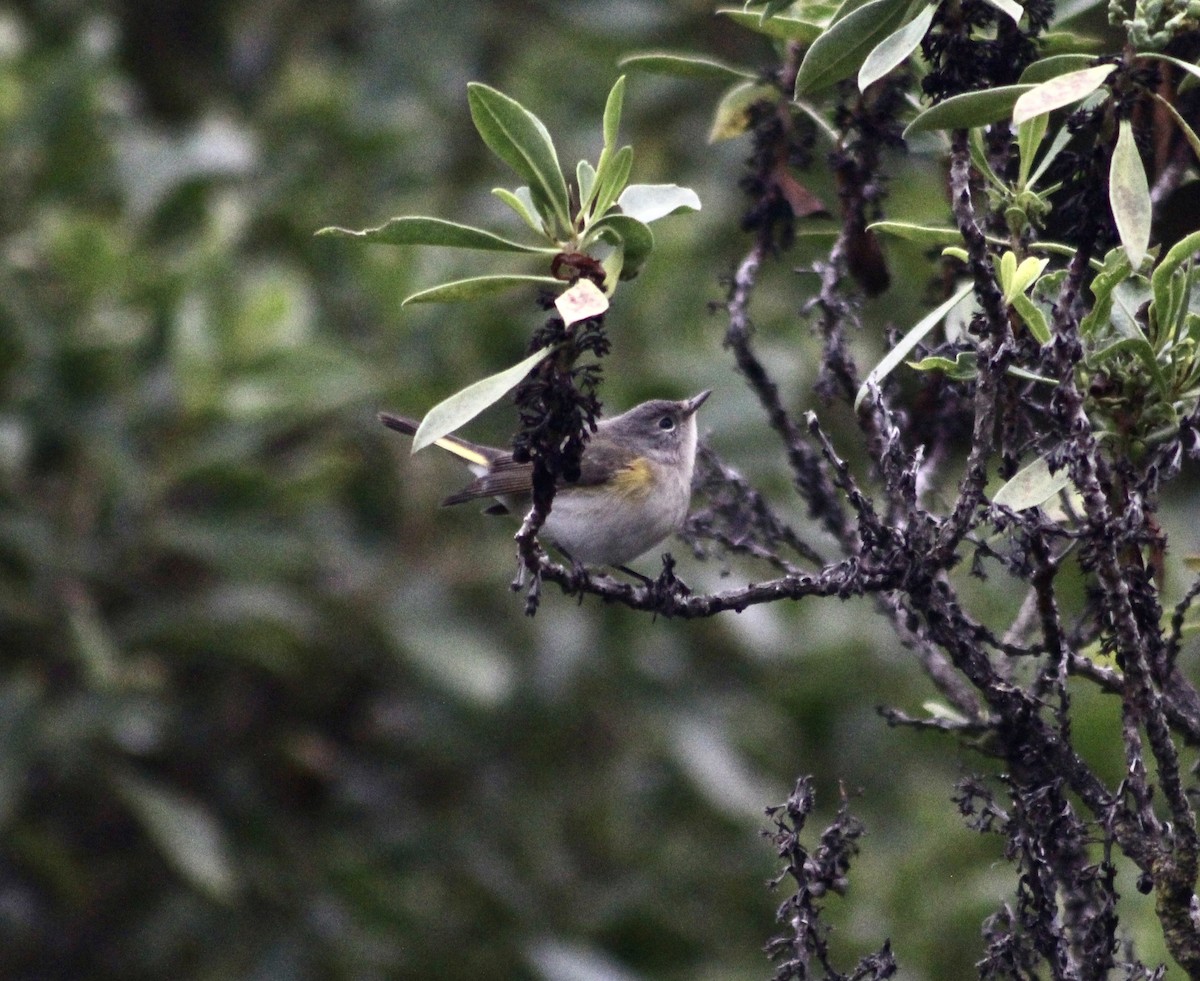 American Redstart - ML624234863