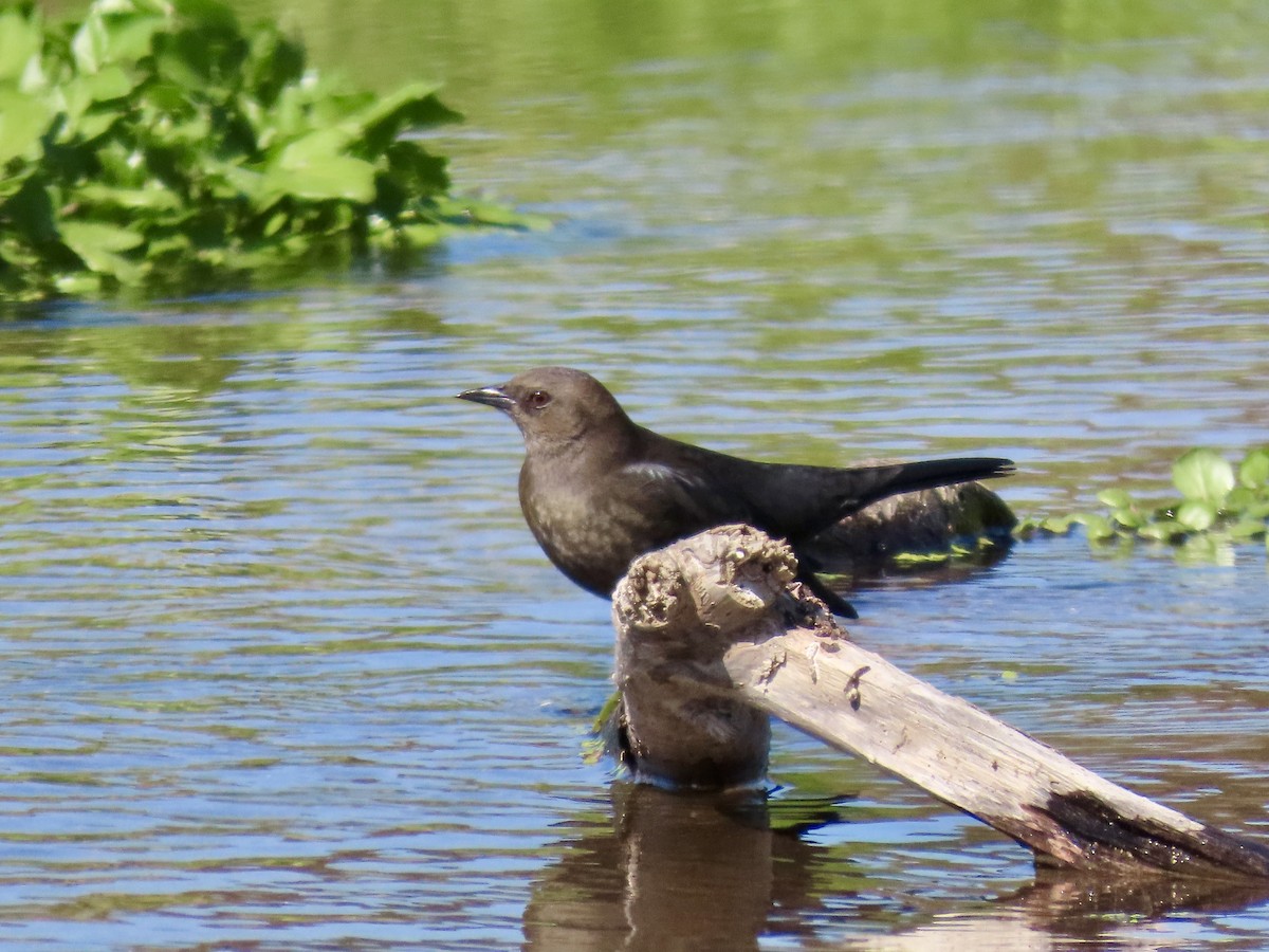 Brewer's Blackbird - ML624234864