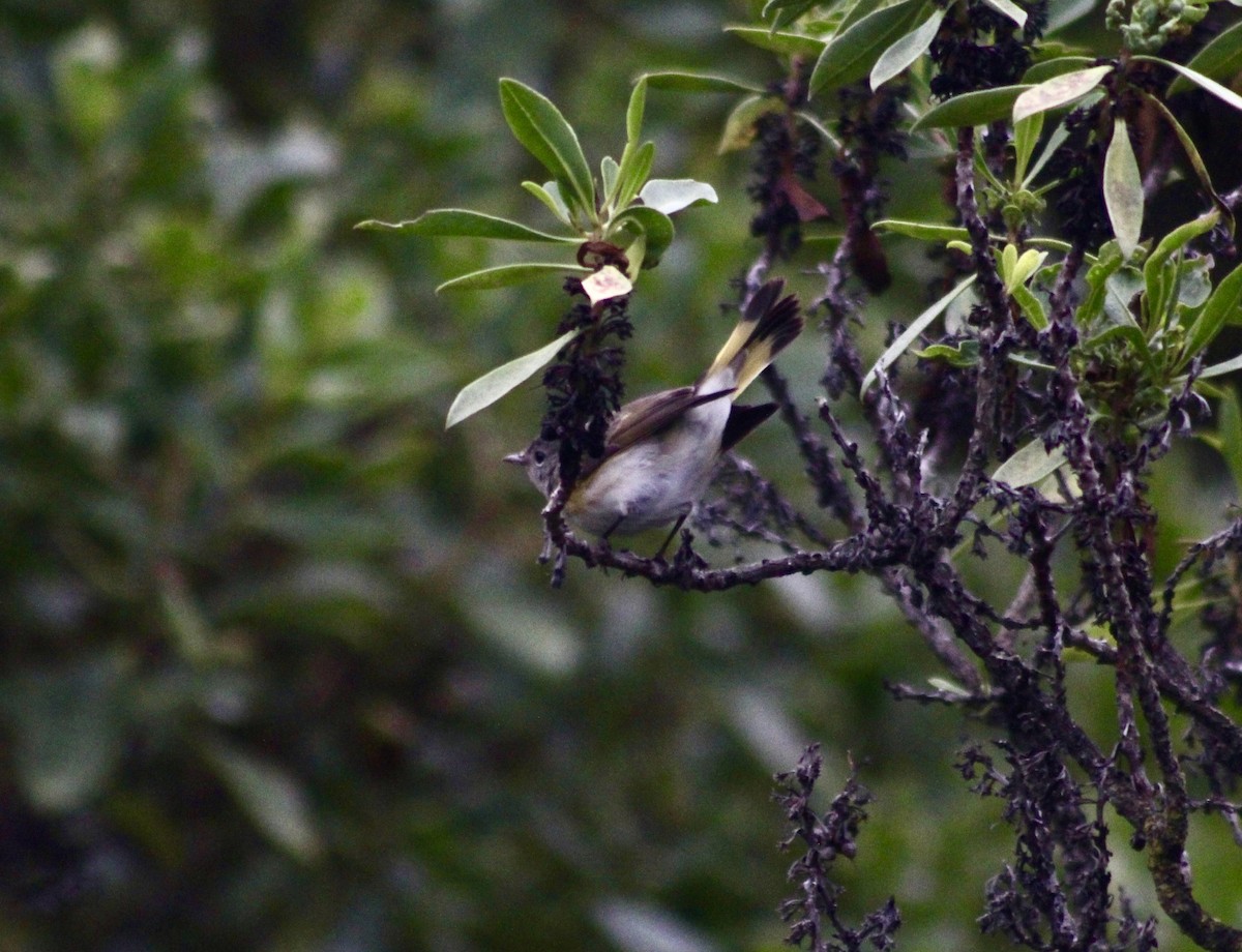 American Redstart - ML624234867