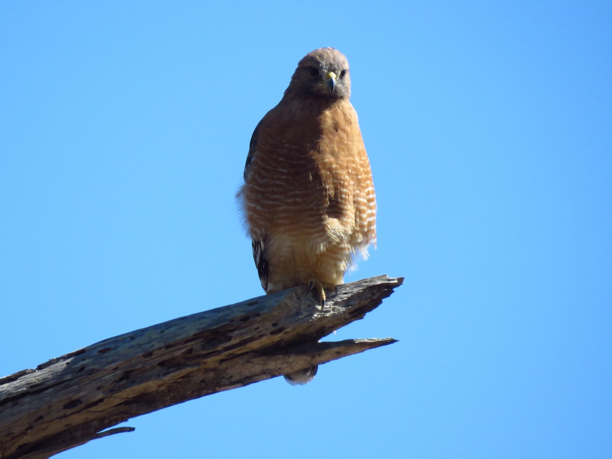 Red-shouldered Hawk - Lisa Larson