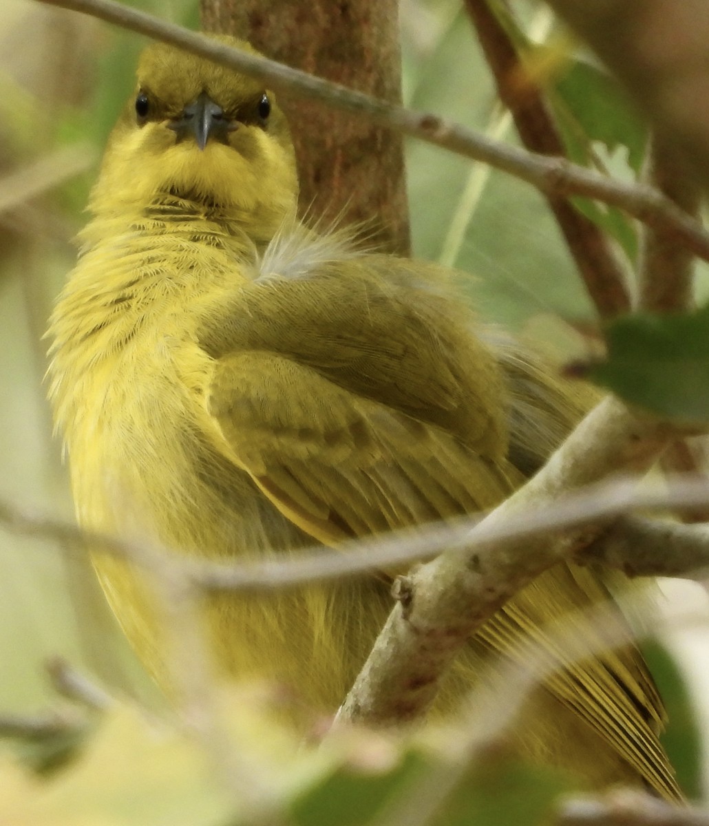 Yellow Honeyeater - Maylene McLeod