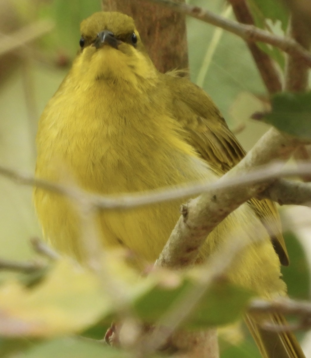 Yellow Honeyeater - ML624234916