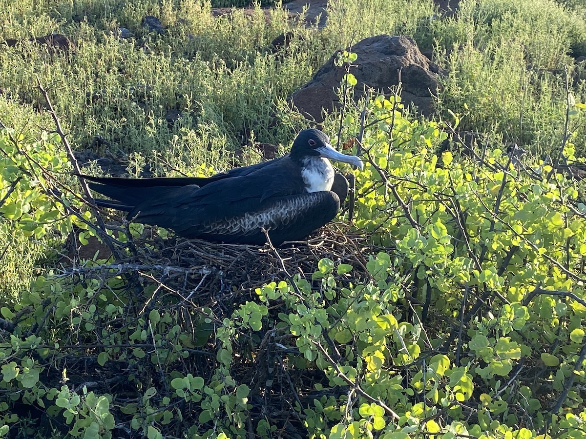 Great Frigatebird - ML624234934